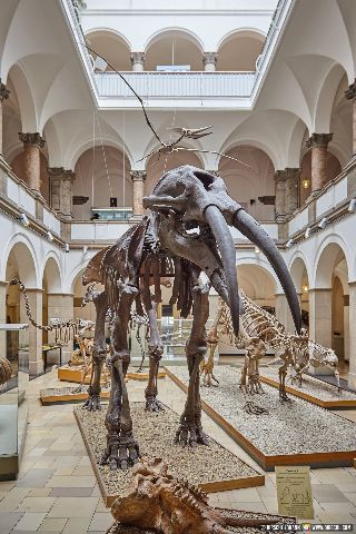 Gemeinde Waldkraiburg Landkreis Mühldorf Ebing Paleontologisches Museum  München Urelefant (Dirschl Johann) Deutschland MÜ